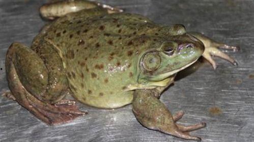 瓜爸吃牛蛙视频大全,视频大全带你领略风味佳肴