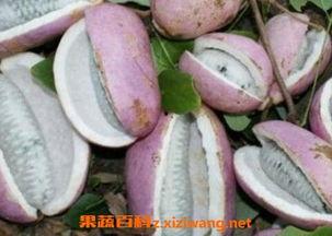 小孩怎样吃八月瓜视频,视频揭秘美味与营养