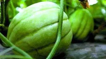 亭林瓜怎么吃最好吃视频,视频揭秘最佳食用方法