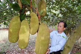 越南野外吃波罗蜜瓜视频,美味诱人引网友热议