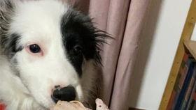 边牧可以吃小瓜嘛视频,揭秘狗狗美食新选择