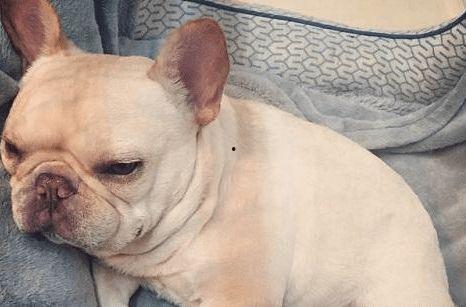 斗牛瓜是怎么吃的视频,视频教你轻松享用