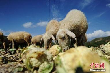 吃蜜瓜喂羊视频播放大全,视频播放大全集锦