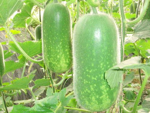 吃瓜八卦画面视频大全,吃瓜八卦画面视频大全大汇总