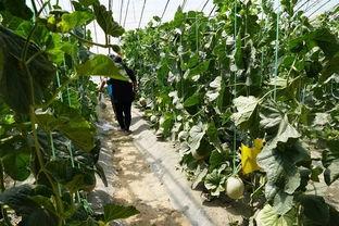 丁山吃瓜视频,揭秘娱乐圈幕后故事